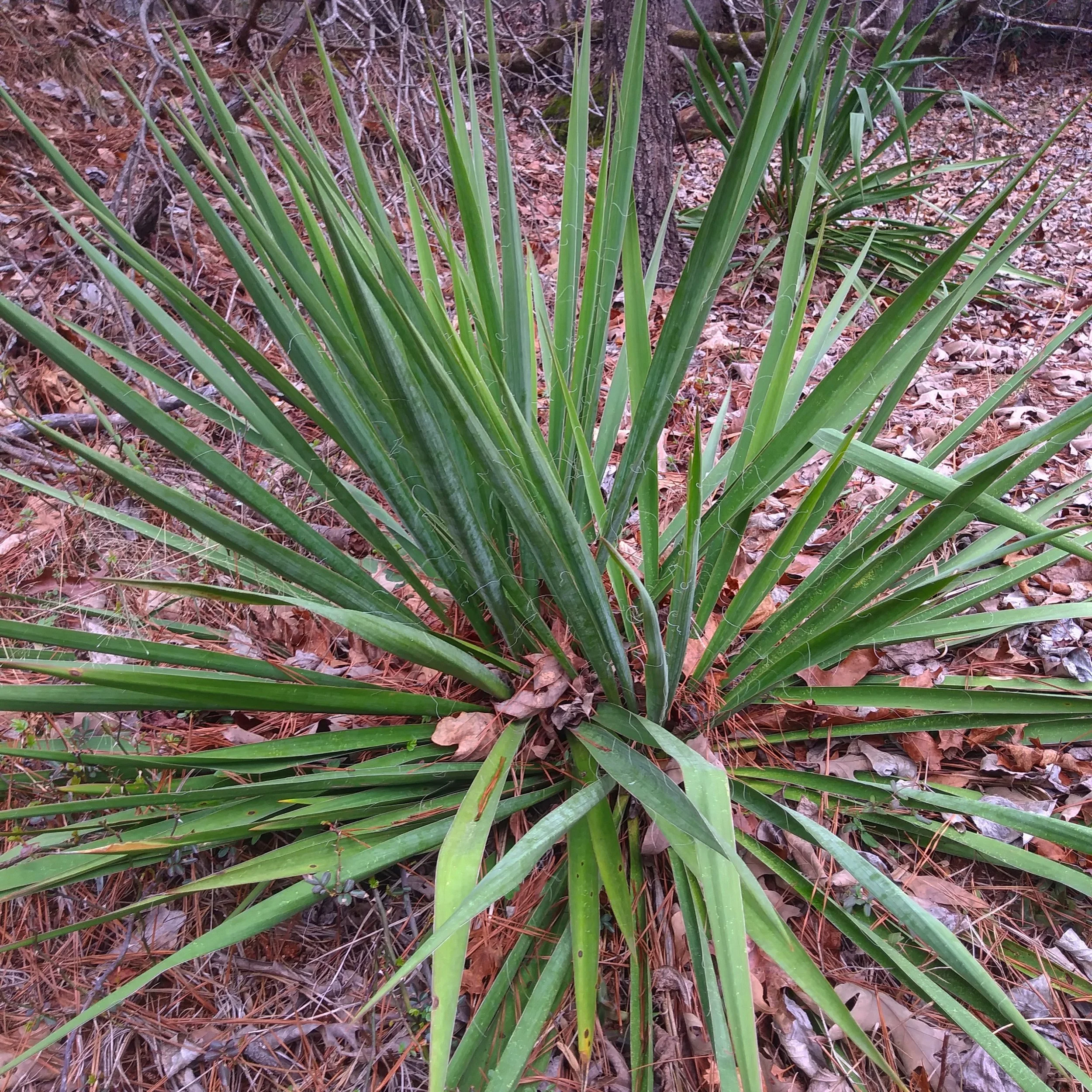 Wild Edible Wednesday 2/27 - Yucca — SARCRAFT